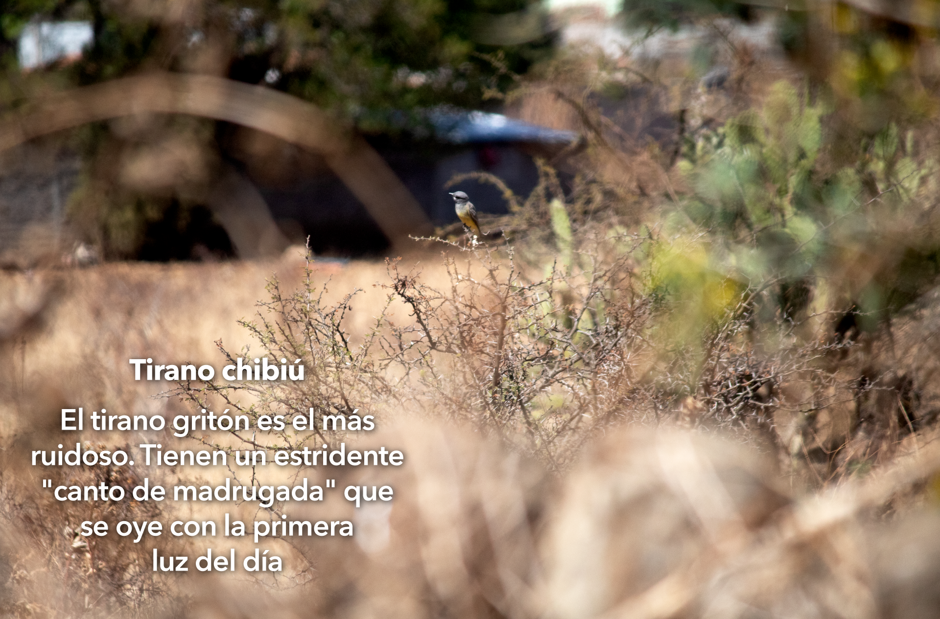 Pajaro carpintero