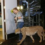 Resguardan a animales ante llegada de “Irma”