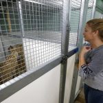 Resguardan a animales ante llegada de “Irma”