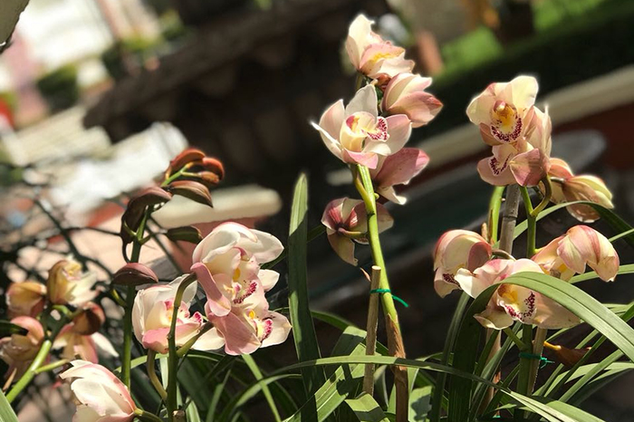 Michoacán, entre los estados con mayor riqueza de orquídeas