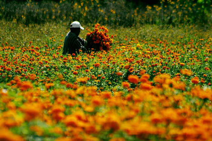 Michoacán, listo para la zafra de flores para el Día de Muertos (video)