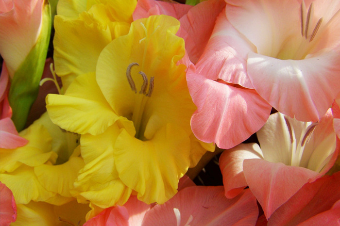 Michoacán líder en pintar los campos de colores al producir 58 millones de  gladiolas