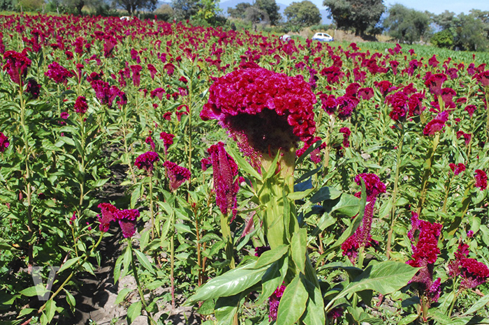 Agoniza flor de muerto: lluvias y COVID-19 afectaron la producción de  cempasúchil