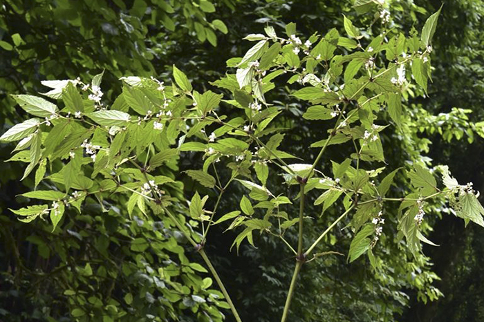 Descubren nueva especie de begonia gigante de más de 3 metros de alto, en  el Tíbet