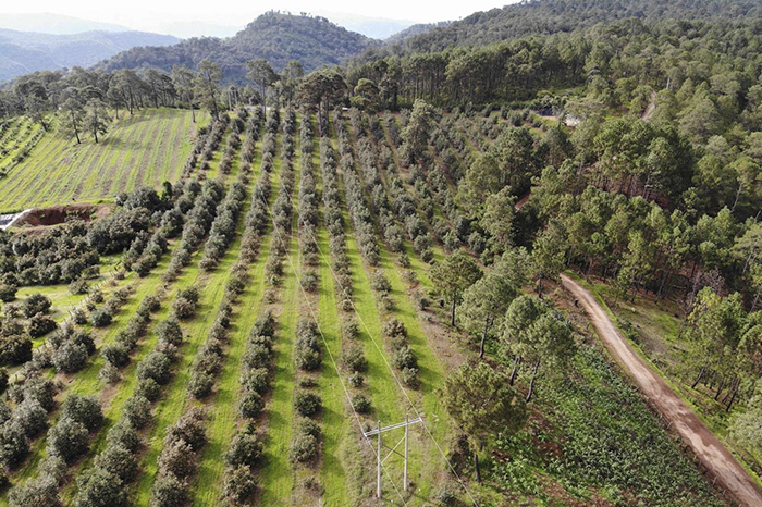 Involucran más a exportadores y productores de aguacate en plan de seguridad 2