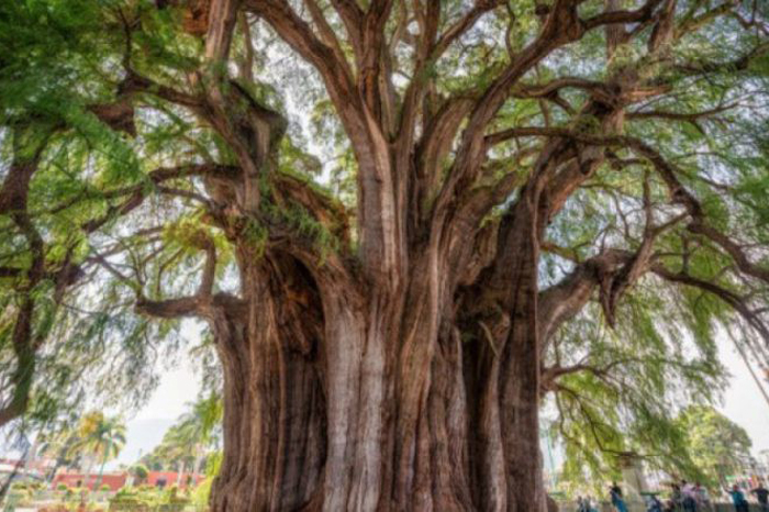 Bienvenido! Llega a la CdMx el árbol que reemplazará a la emblemática palma  de Reforma