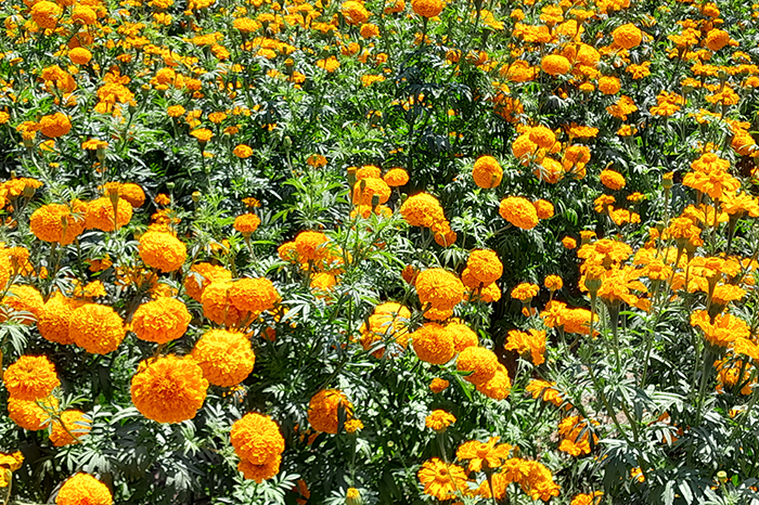 En Copándaro de Galeana se anda entre flores, donde se respira y se siente  la cempasúchil