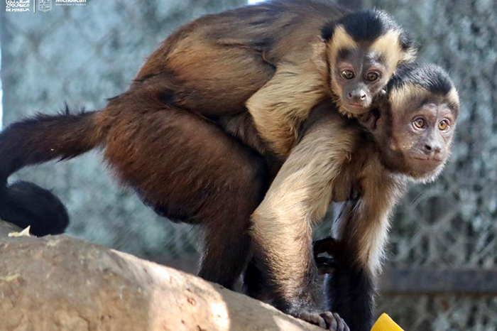 son inteligentes los monos capuchinos