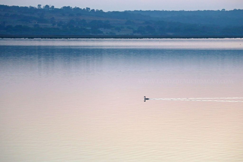 EL LAGO NO HA MUERTO